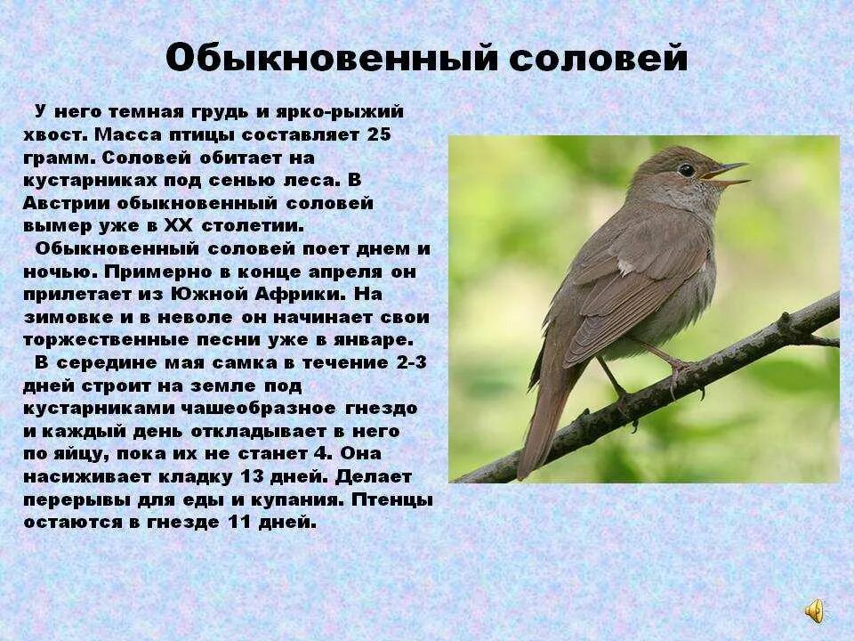 Текст про соловья. Доклад про соловья. Соловей описание. Сообщение о Соловье. Рассказ про соловья.