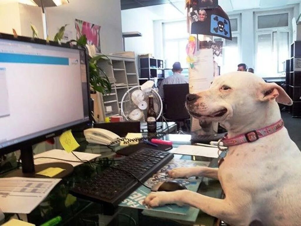 Диплом собаки. Собака на работе. Животные в офисе. Собака работяга. Работа быть собакой.