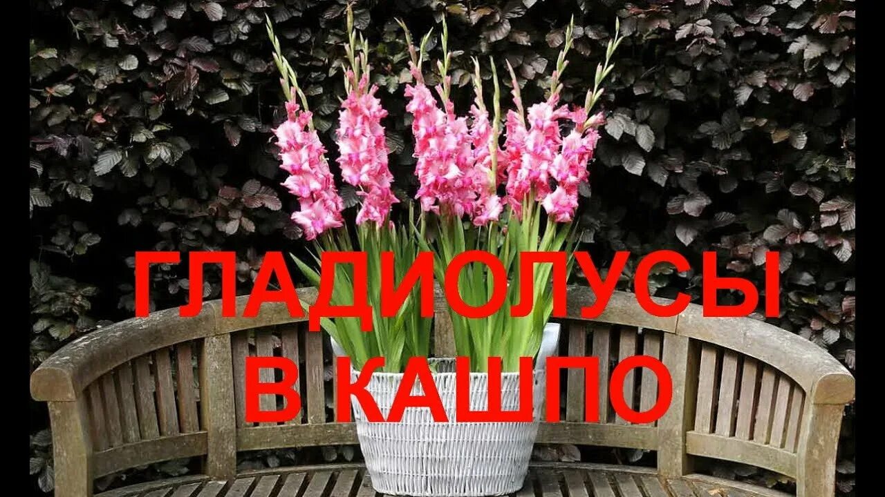 Посадка гладиолусов весной в кашпо для улицы. Гладиолусы в горшках. кашпо для гладиолусов. посадка гладиолусов в кашпо. подвязка гладиолусов в кашпо.