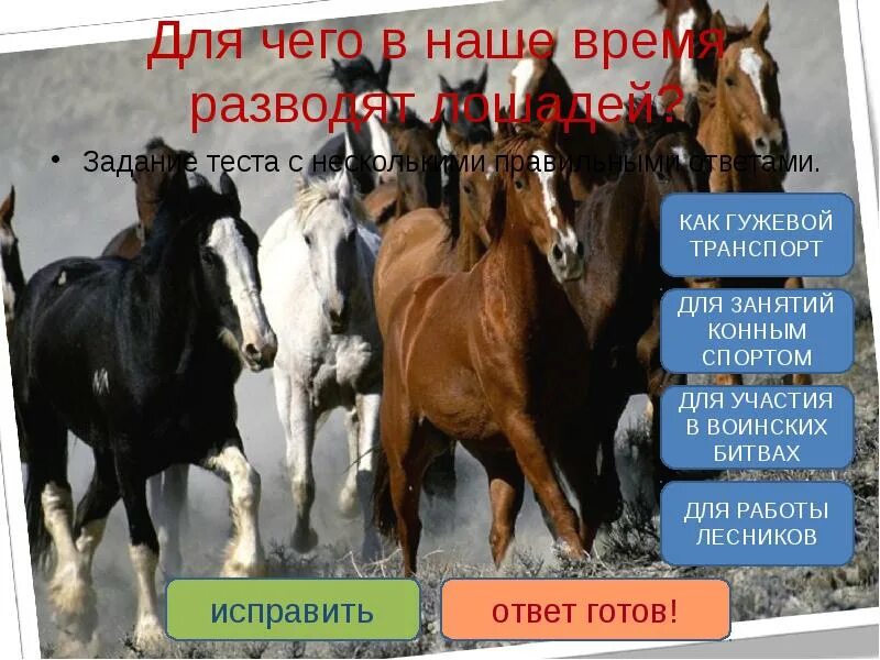 Тест на тему животноводство 3. Животноводство в нашем крае 4 класс тест. Задание окружающий мир про лошадь. Для чего в наше время разводят лошадей. Контрольная работа по окружающему миру животноводство в нашем крае.