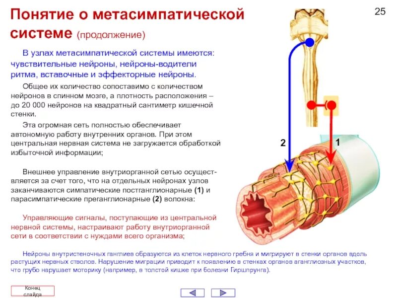 Энтеральная метасимпатическая нервная система. Метасимпатическая нервная система. Схема рефлекторной дуги метасимпатической нервной системы. Метасимпатический отдел вегетативной нервной системы структура. Метасимпатическая рефлекторная дуга схема.