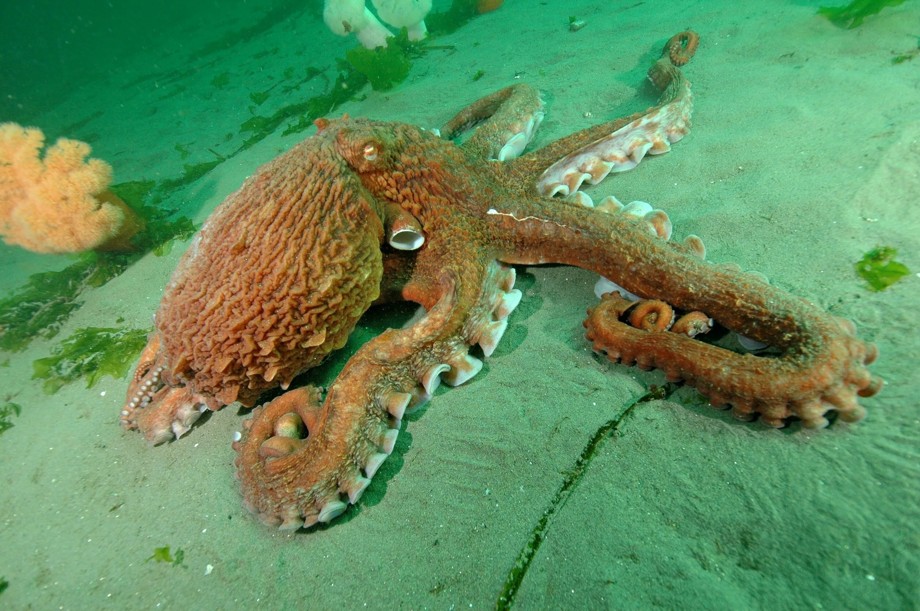 Осьминог водный. Гигантский осьминог (Enteroctopus dofleini). Головоногий моллюск Кракен. Giant Pacific Octopus. Головоногие Осьминоги.