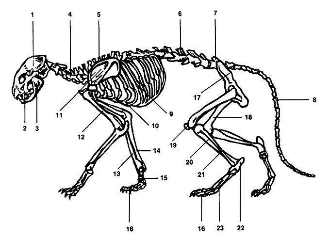 Строение скелета кошки задние лапы. Скелет кошки Грудина. Скелет кота с названием костей. Скелет кота строение.