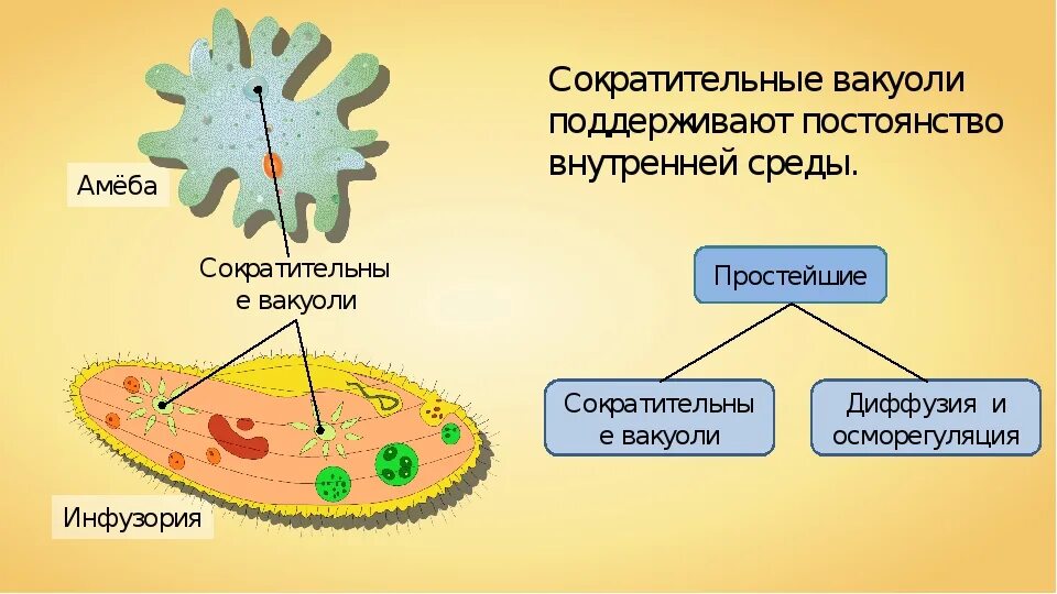 Амёба обыкновенная сократительная вакуоль. Инфузории амеба вакуоль. Выделительная система простейшие амеба. Выделительная система амебы обыкновенной.