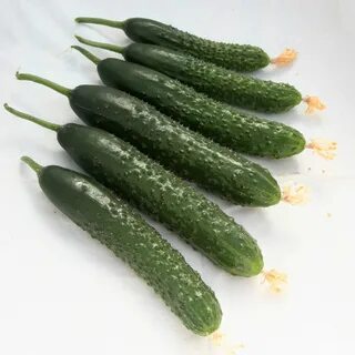 Сорт огурца альпака