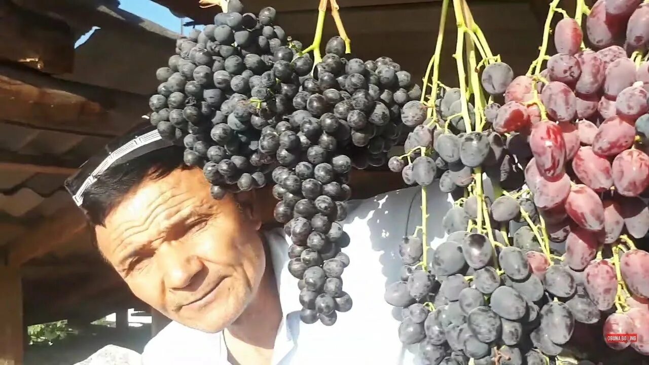 Узум вакансии. Виноград турсунзаде таджикистан. Вино юпитер узбекистан узум фермер. Узум логотип. Узум сайли.