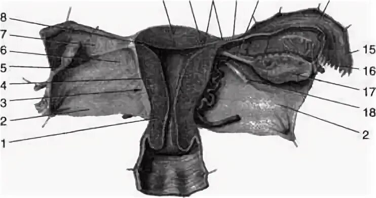 Строение женских органов гинекология. Анатомия женских органов гинекология внешние. Анатомия женских органов гинекология в картинках. Строение женских органов гинекология внутреннее и внешнее. Как устроены женские половые органы