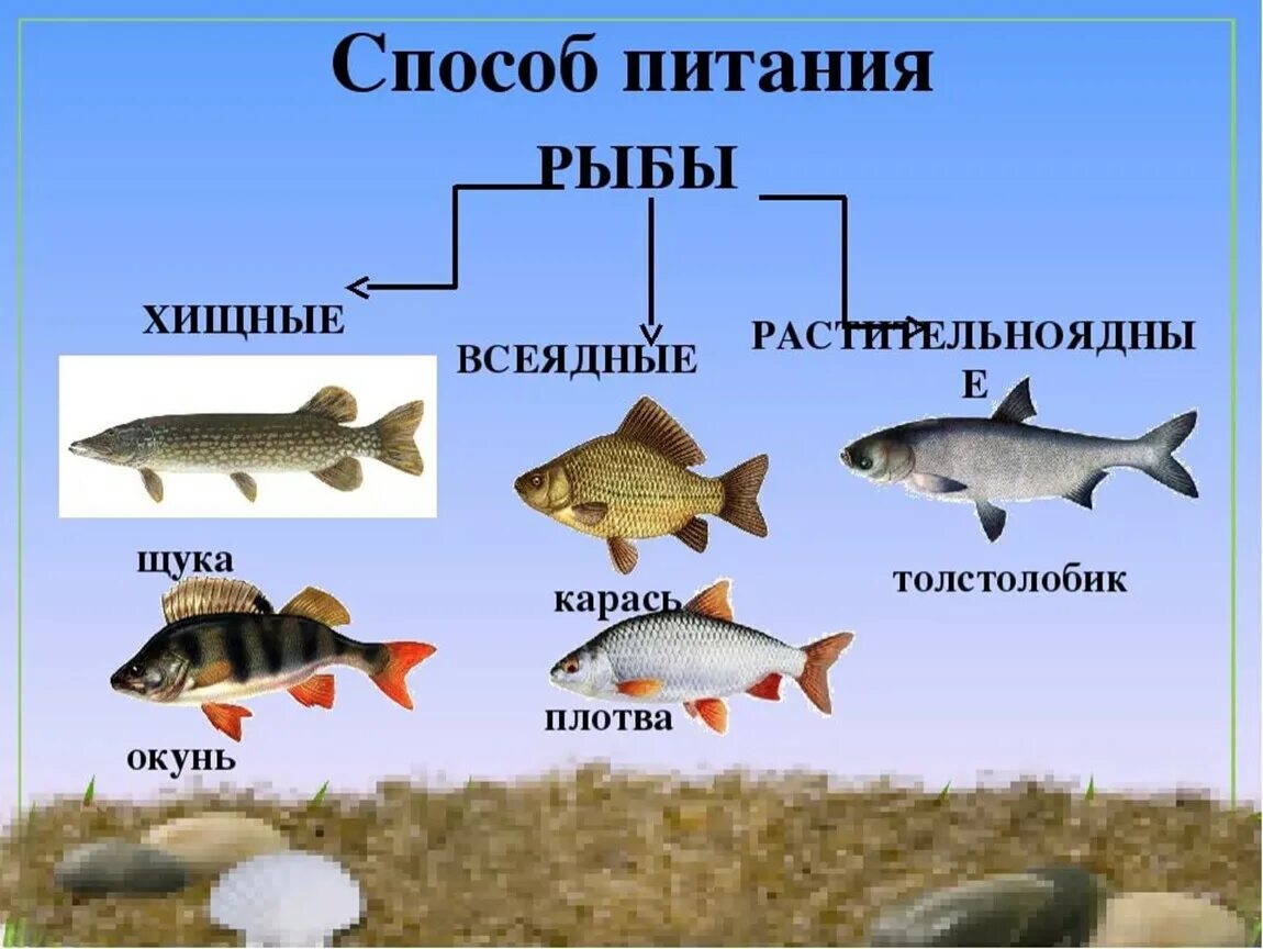 Почему численность промысловых растительноядных рыб. Питание рыб. Рыбы Хищные и растительноядные. Хищные и травоядные рыбы. Рыбы по типу питания.