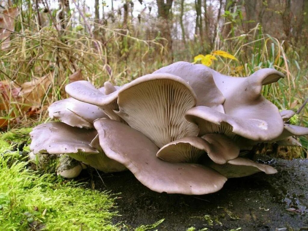 Как выглядят вешенки. Pleurotus ostreatus гриб. Вешенка обыкновенная. Вёшенка устричная (Pleurotus ostreatus). Вёшенка обыкновенная / Pleurotus ostreatus.