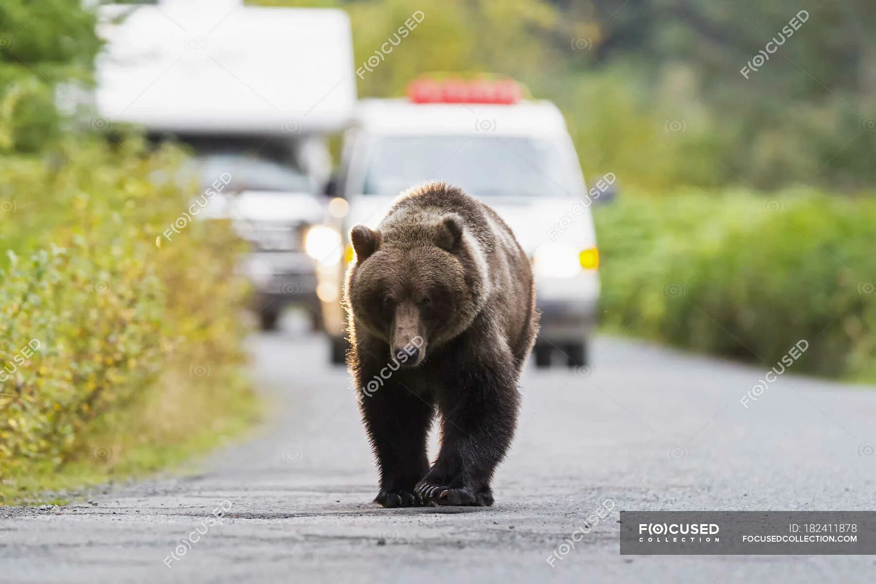 Bears walk