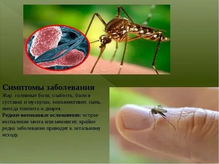 Когда родился комару
