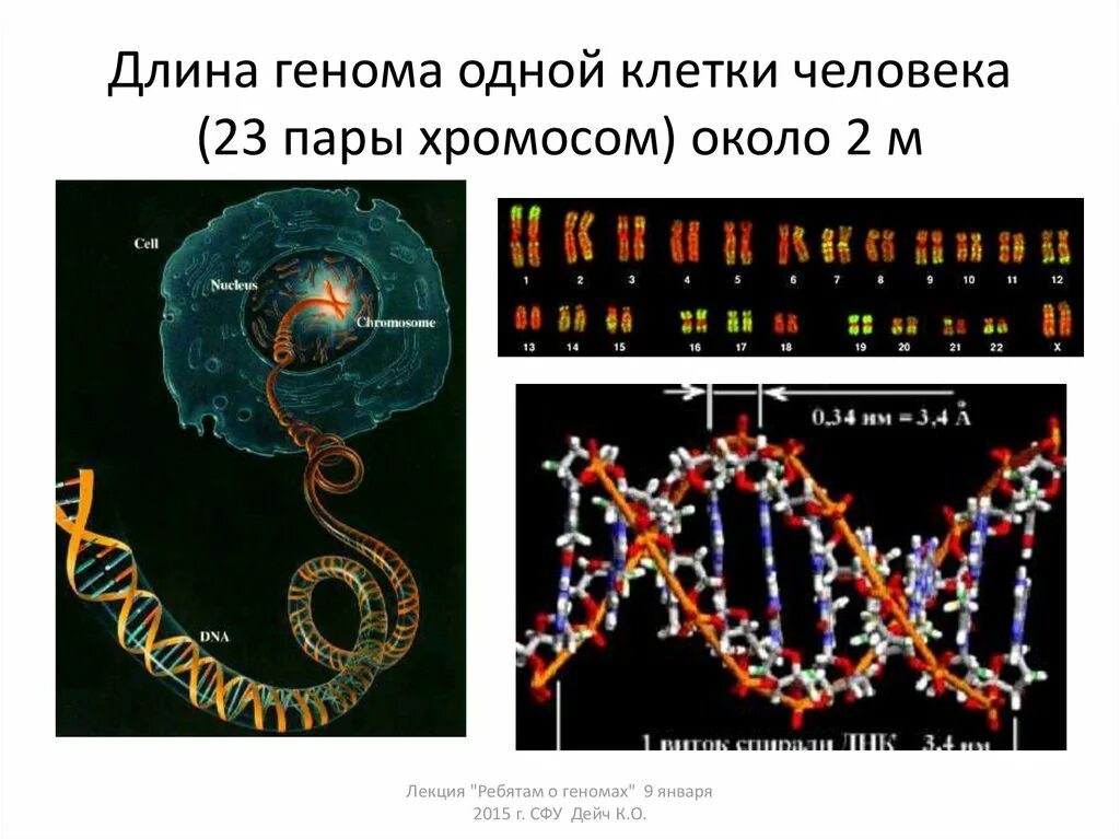 Геном человека. Проект геном человека. Проект геном человека презентация. Геномные проекты.
