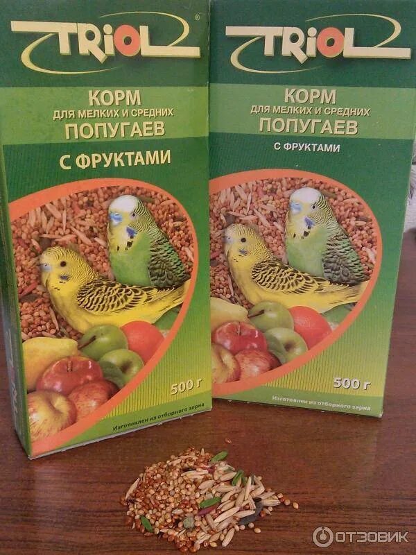 Что можно давать попугаю кроме корма
