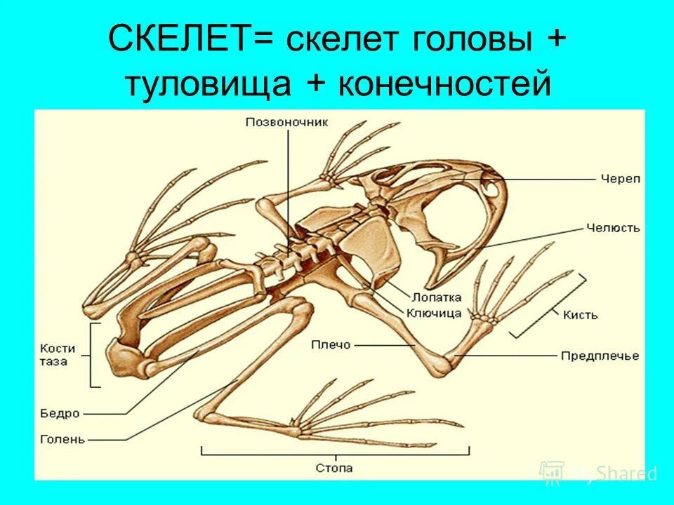 Строение скелета бесхвостых амфибий. Скелет головы амфибий. Внутреннее строение земноводных 7 класс биология. Череп земноводных. Череп лягушки вид сверху и снизу.