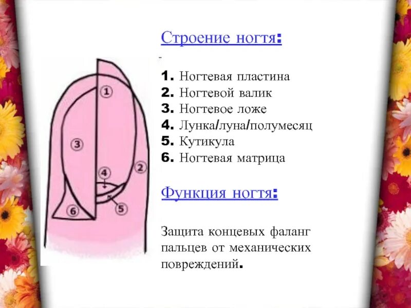 Функции ногтей. Строение ногтя. функции ногтей человека. строение ногтя и ногтевой пластины.