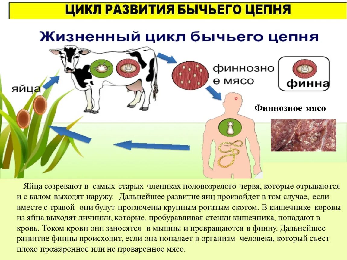 Бычий цепень дегенерация. Циклы развития паразитических червей презентация. Паразитические черви у которых созревание яиц. Шестикрючная личинка и Финна.