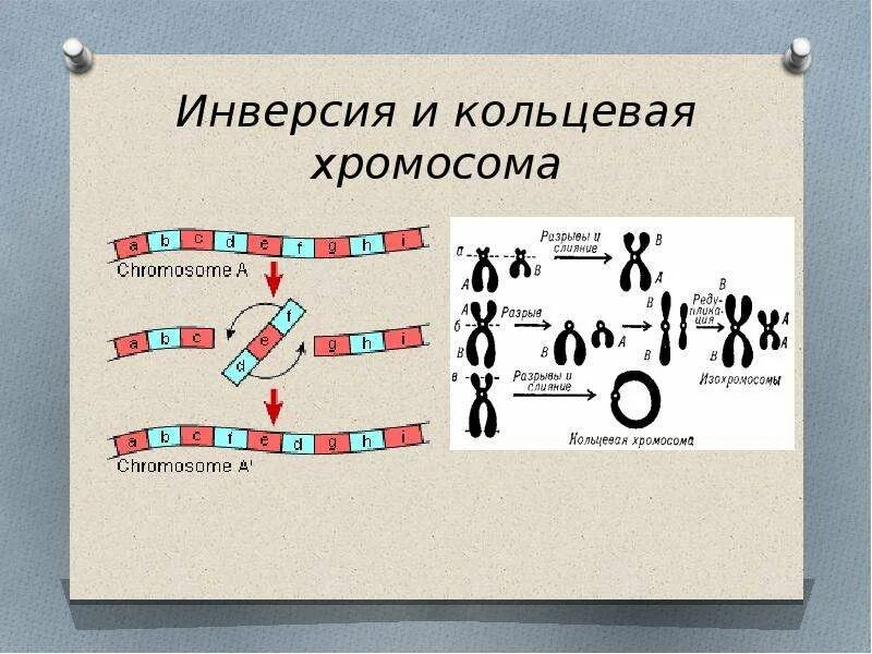 Кольцевая хромосома 1. Хромосомная инверсия. Хромосомные инверсии болезни. Кольцевая хромосома. Хромосомные болезни кольцевые хромосомы.