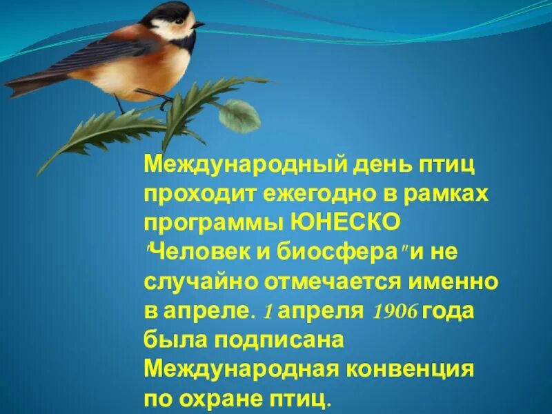 Классный час день птиц 1 класс. День птиц. Международный день птиц. 1 Апреля Международный день птиц. Проект Международный день птиц.