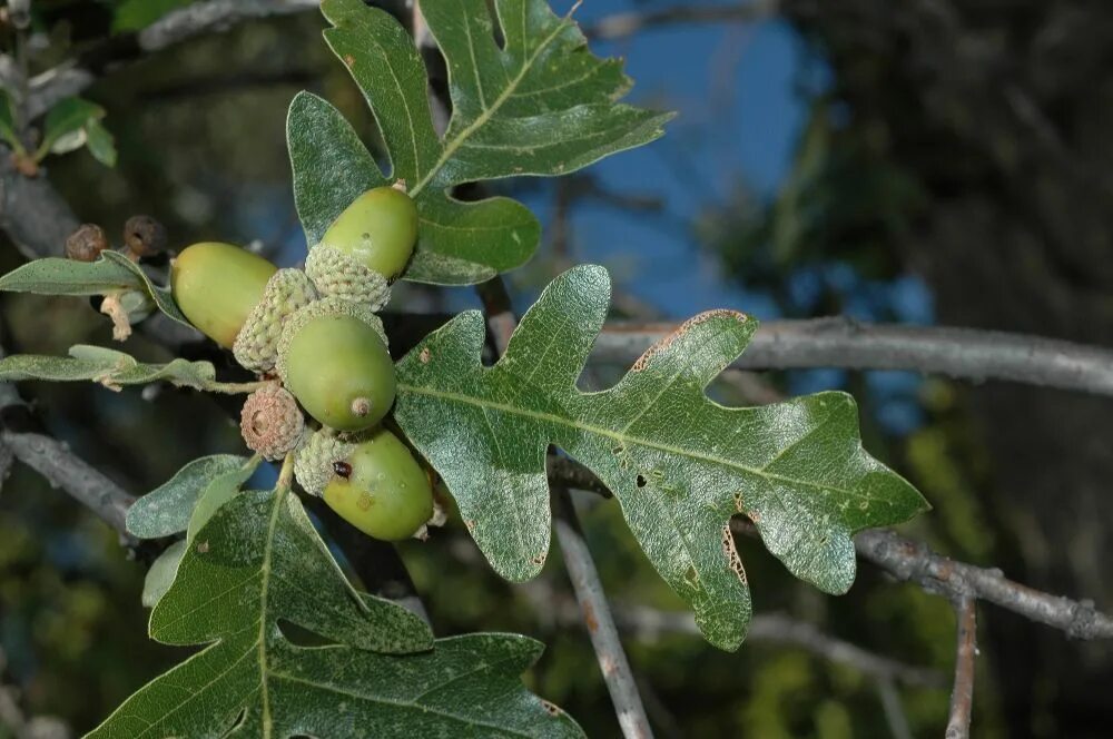 Quercus gambelii. Дуб черешчатый (обыкновенный). Дуб обыкновенный (Quercus Robur l.). Дуб черешчатый Вариегата. Диаметр дуба черешчатого