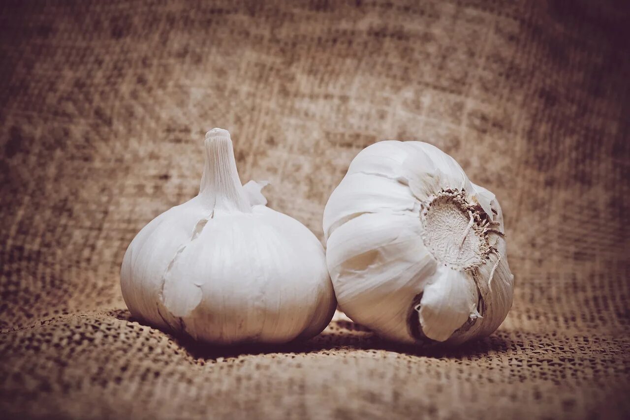 Two vegetables. Чеснок. Чеснок это овощ. Чеснок фото. Чеснок фон.