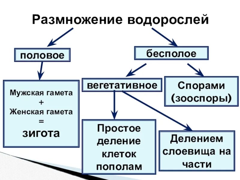 Размножение водорослей 6 класс. Вегетативное размножение водорослей схема. Размножение водорослей 6 класс биология. Способы размножения водорослей 5 класс. Схема размножения зеленых водорослей.