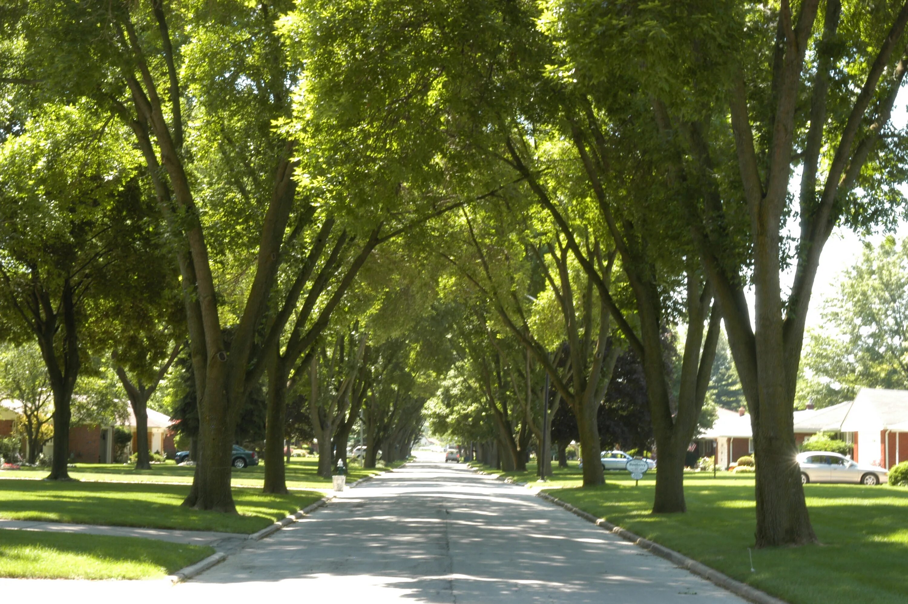 Street trees. Парки сады скверы в Лос Анджелесе. Деревья произрастающие в Лос Анджелесе. Гейнюк парки городские деревья. Деревья в городе.