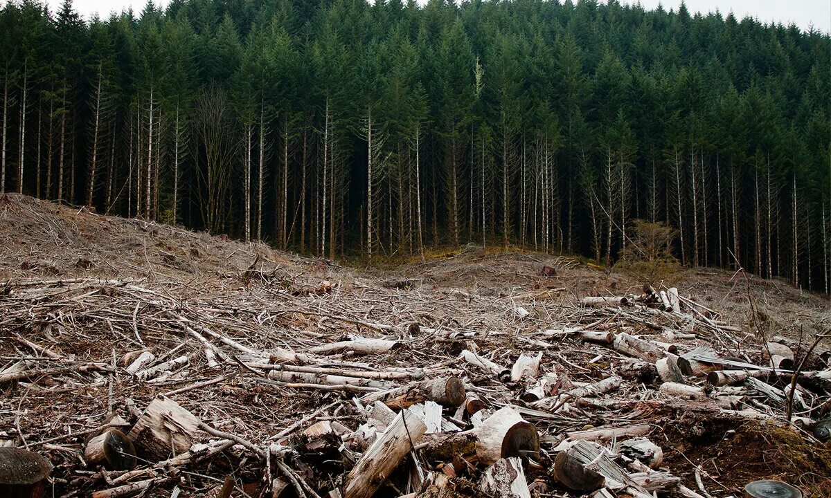 Лесная влияние на окружающую среду. Вырубка лесов. Истребление лесов. Вырубленный лес. Уничтожение лесов.