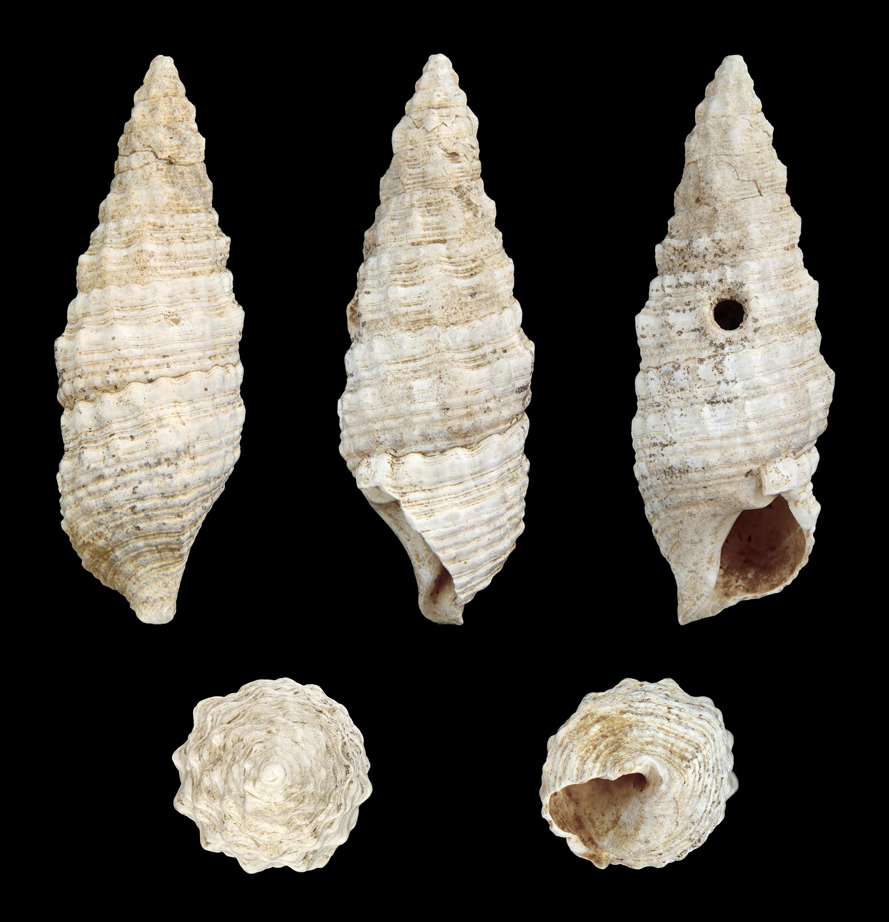 Cerithium vulgatum. Ракушка церитиум. Cerithium моллюск. Cerithium caeruleum.