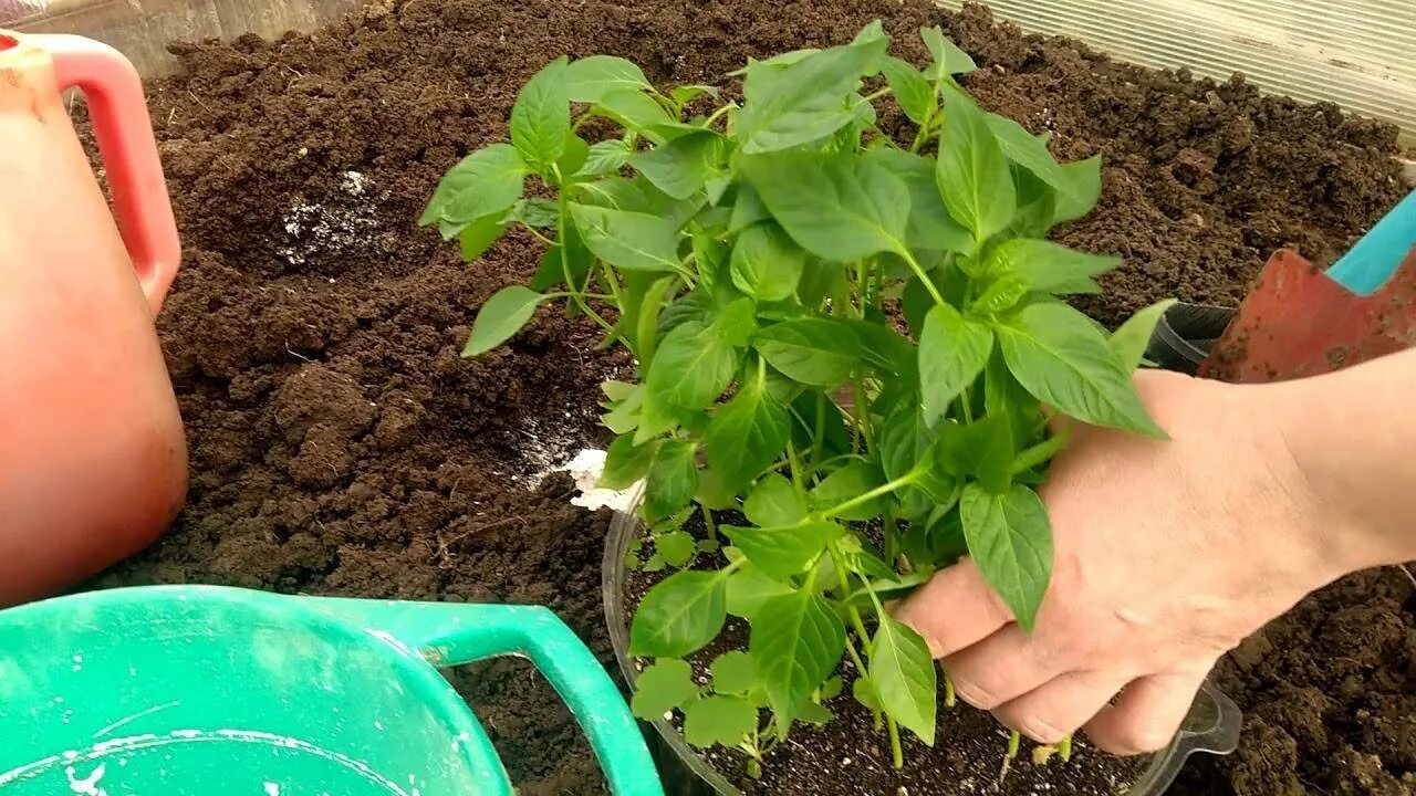 Как высаживать рассаду перца в грунт. Высаживание рассады перца. высадка рассады перца в открытый грунт. посадка перца в открытый грунт рассадой. рассада в теплице.