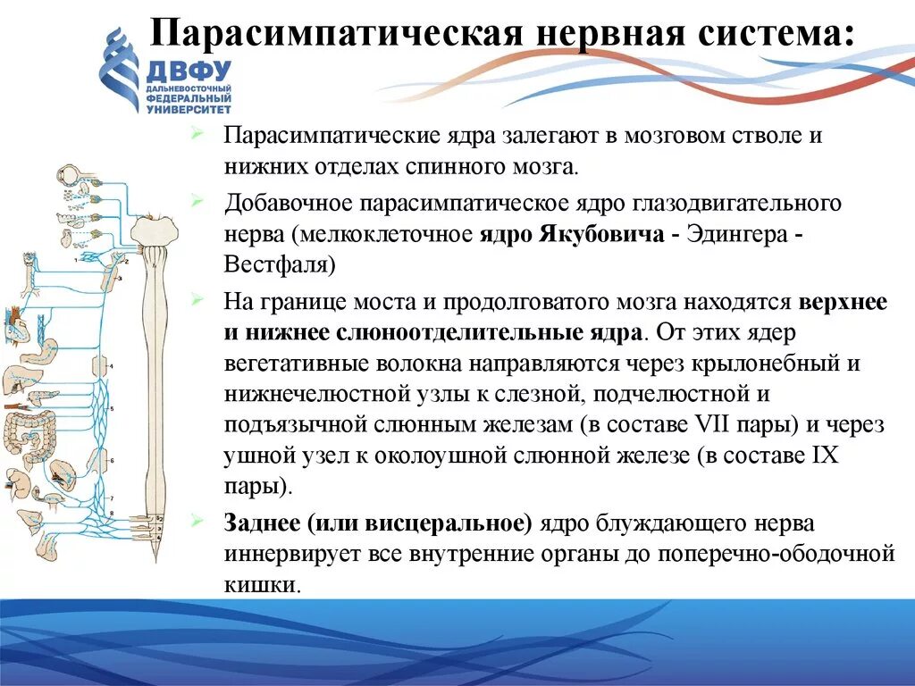 Парасимпатический отдел усиливает. Строение парасимпатической нервной системы кратко. Основная направленность парасимпатической нервной системы. Нерв парасимпатическая нервная система. Парасимпатическая система строение.