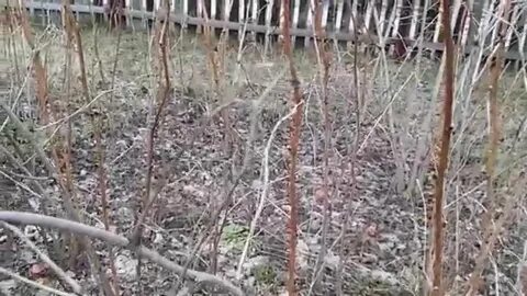 Как обрезать малину на зиму видео