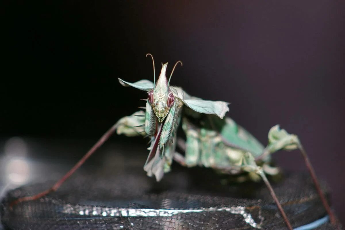 Богомол Idolomantis diabolica. Богомол чертов цветок Idolomantis diabolica. Богомол «Дьявольский цветок» (Devil’s Flower Mantis). Малазийский орхидейный богомол.