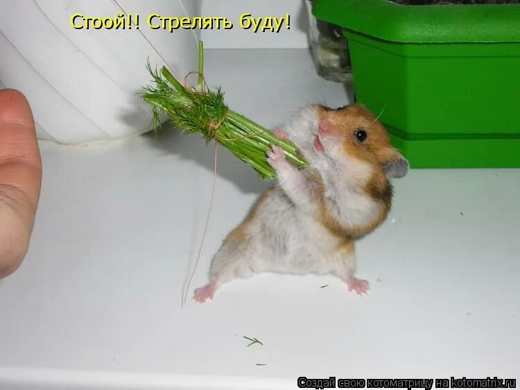 побег хомяков из клетки. клетка для хомяка. жрущий хомяк. хомяк кушает. как упросить маму купить хомячка.