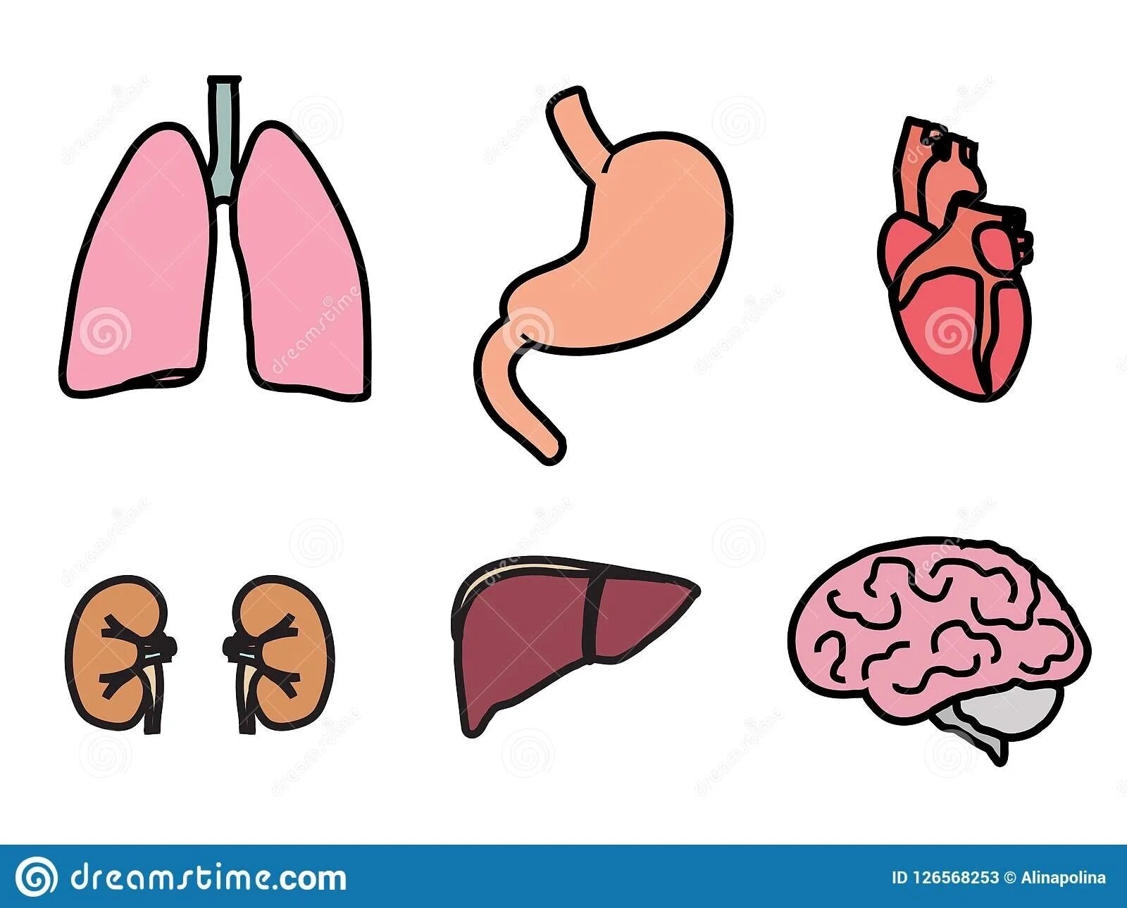 аппликация внутренние органы. аппликация внутренних органов 2 класс. внутренние органы рисунок. аппликация внутренних органов 2 класс. аппликация внутренних органов 2 класс.