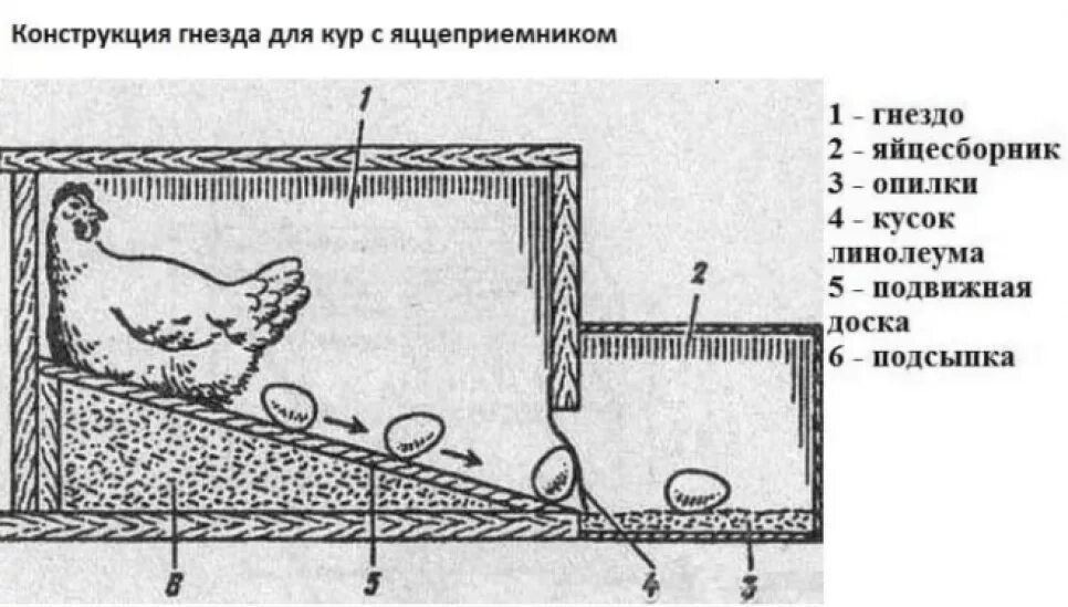 Сколько гнезд курам. Гнездо для несушек с яйцесборником чертеж. Гнезда с яйцеприемником для кур. Насесты для кур несушек с яйцесборником своими руками. Гнёзда для кур несушек с яйцесборником чертежи.