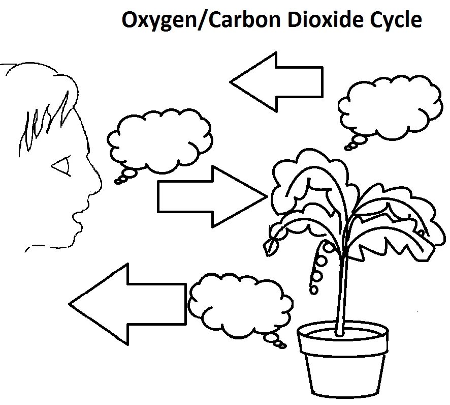 Carbon oxygen carbon dioxide