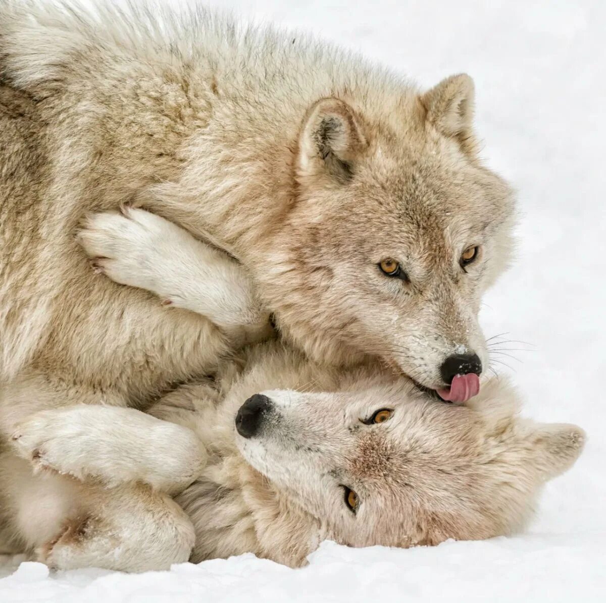 Полюбить волка. Любовь Волков. Волки пара. Пары Волков. Волки обнимаются.