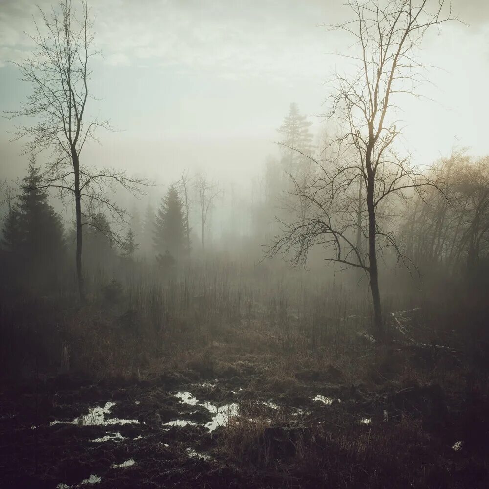 Угрюмый лес. Дальний лес стоит стеной. Атмосферные пейзажи. Дальний лес стоит стеной а в лесу. Пасмурный день.