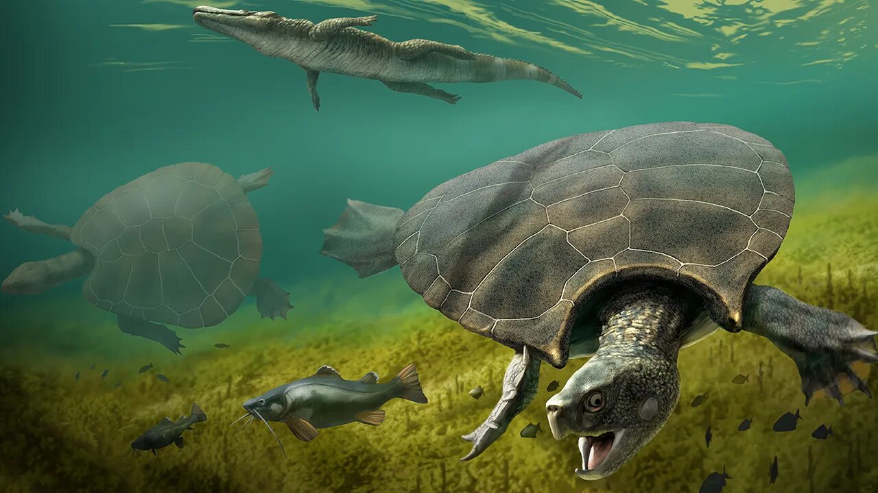 Turtle fight