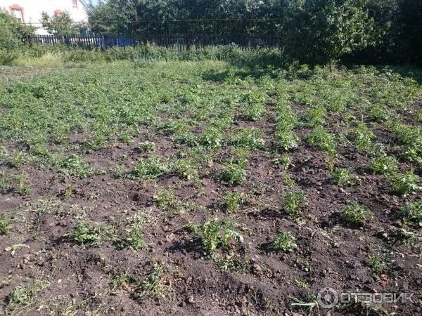 Лазурит после окучивания картофеля. Удобрение лазурит для картофеля от сорняков. огород после гербицидов. сорняк на картошке. растения после гербицидов.