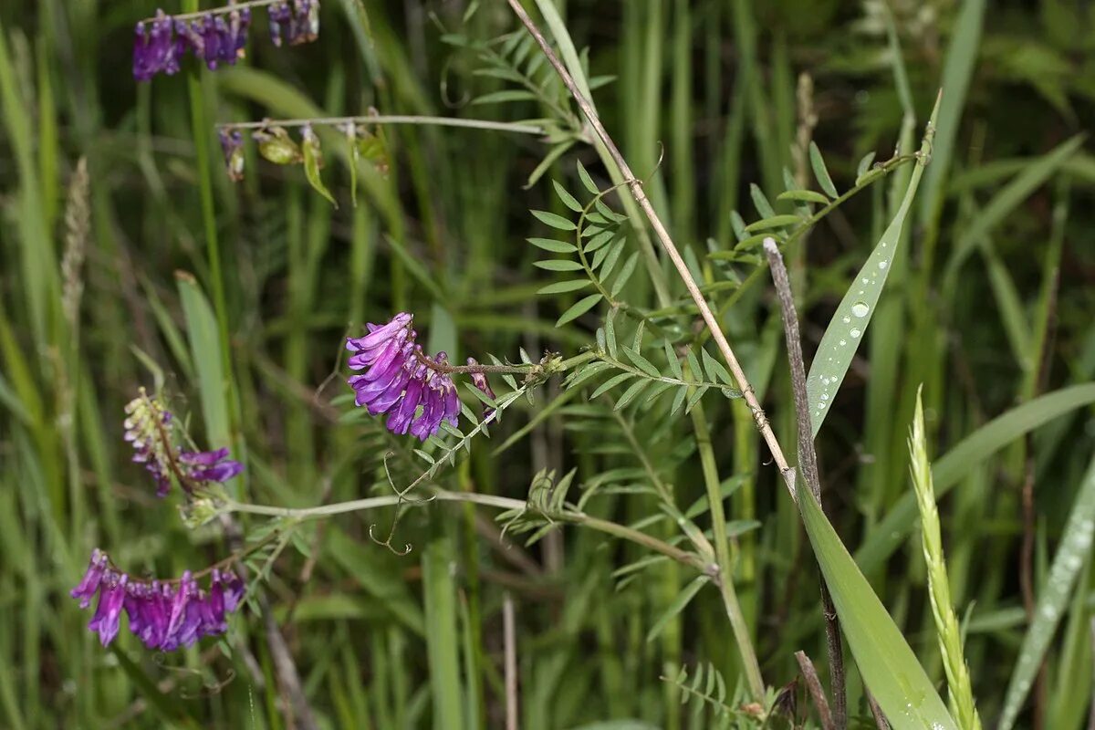 Вязель мышиный горошек. Горошек мышиный (Vicia cracca l.). Горошек мышиный (Vicia cracca). Вика Яровая (мышиный горошек) Vicia Sativa.