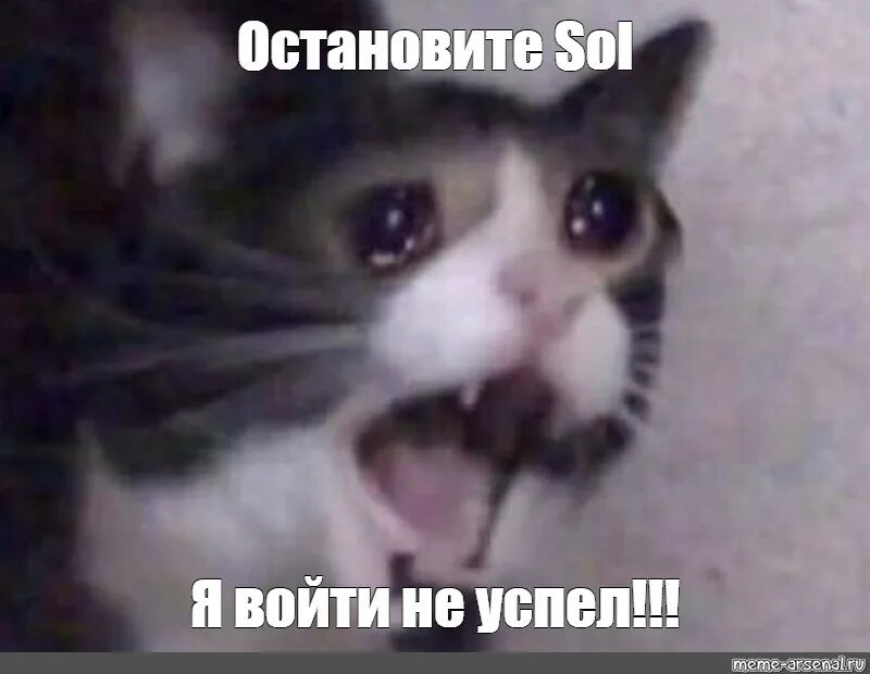 Мем про помощь. Кот мем. кот плачет мем. котик кричит мем.