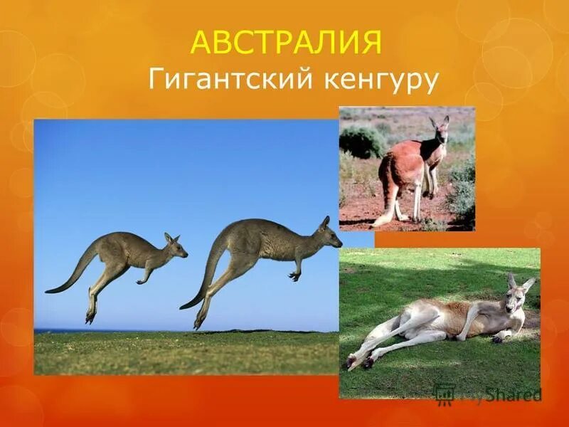 Исполинский кенгуру тип развития. Систематика кенгуру гигантский. Исполинский кенгуру этапы развития. Кенгуру исполинский кенгуру Хордовые животные.