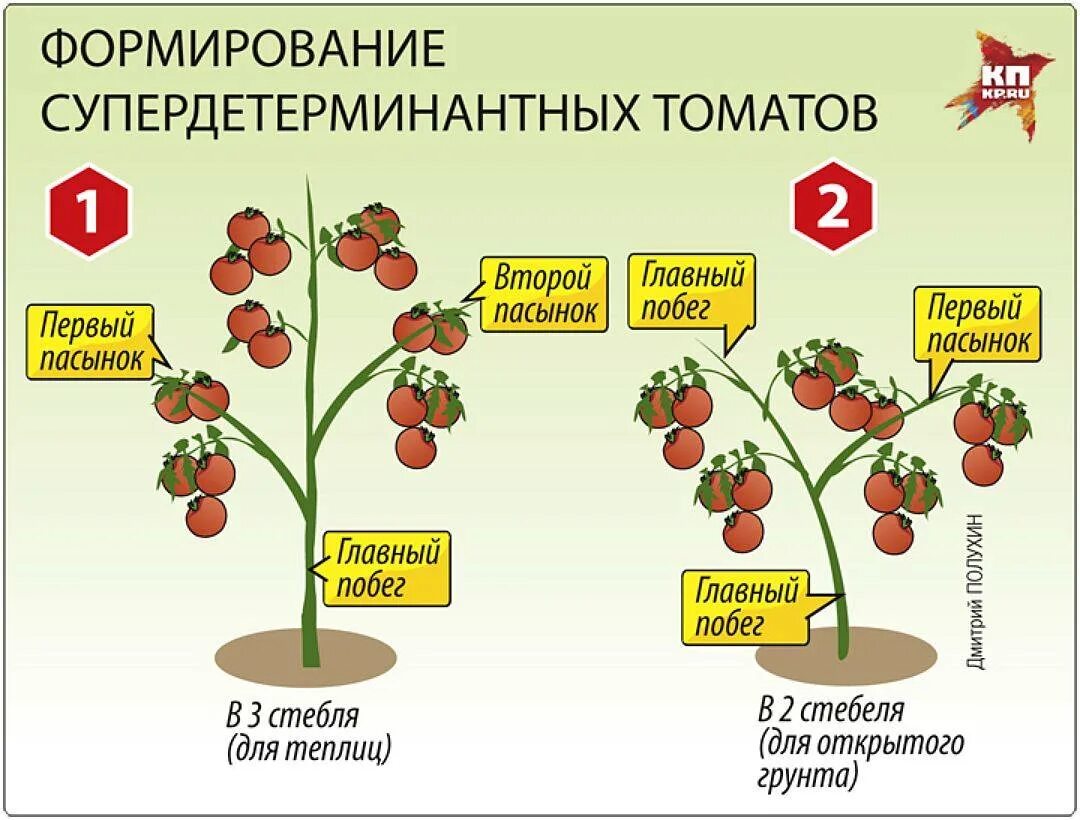 Как правильно написать помидоры. Формирование томатов в 3-4 стебля схема. Индетерминантные томаты пасынкование. Схема пасынкования помидоров. Схема формирования детерминантных томатов.