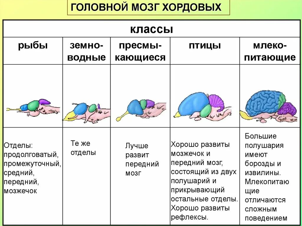 Таблица сравнения строение головного мозга позвоночных. Сравнение головного мозга хордовых животных. Сравнение головного мозга хордовых таблица. Строение головного мозга позвоночных таблица.