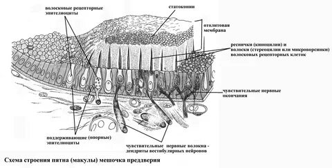 Вестибулярные волосковые клетки