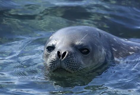 Marine wildlife