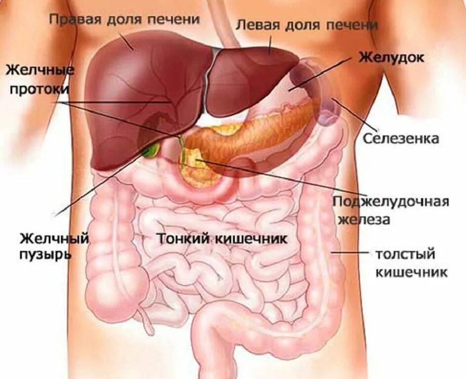 Область печени и желчного пузыря