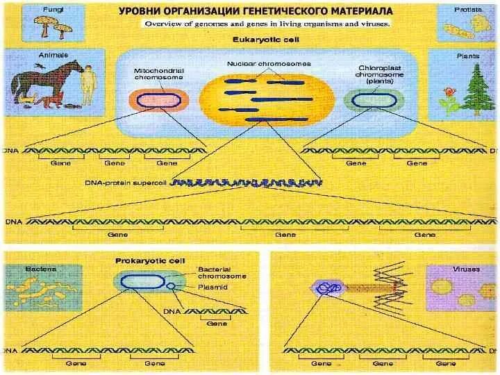 Какие уровни организации наследственного материала у эукариот. Какие уровни организации наследственного материала у эукариот