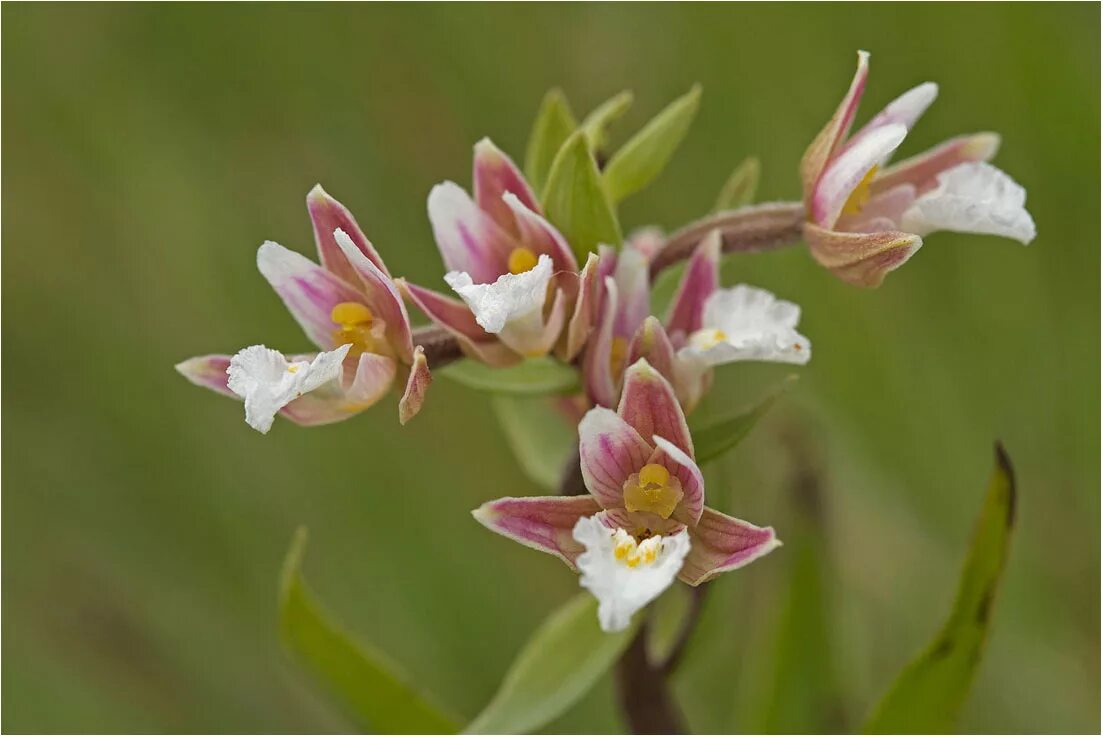 Дремлик морозниковый. Дремлик зимовниковый. Дремлик Epipactis "serpentine Night.